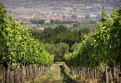 Viticulture en Italie — Wikipédia