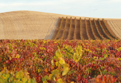 Best-of Ribera del Duero